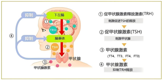 甲状腺3.png
